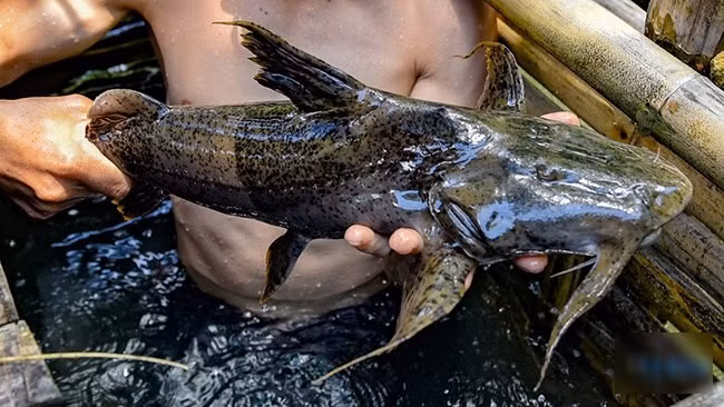 Cá ké hay còn gọi cá chiên là một trong những đặc sản quý hiếm của vùng sông suối miền Bắc như sông Đà, sông Mã, sông Lô...Ảnh: Internet