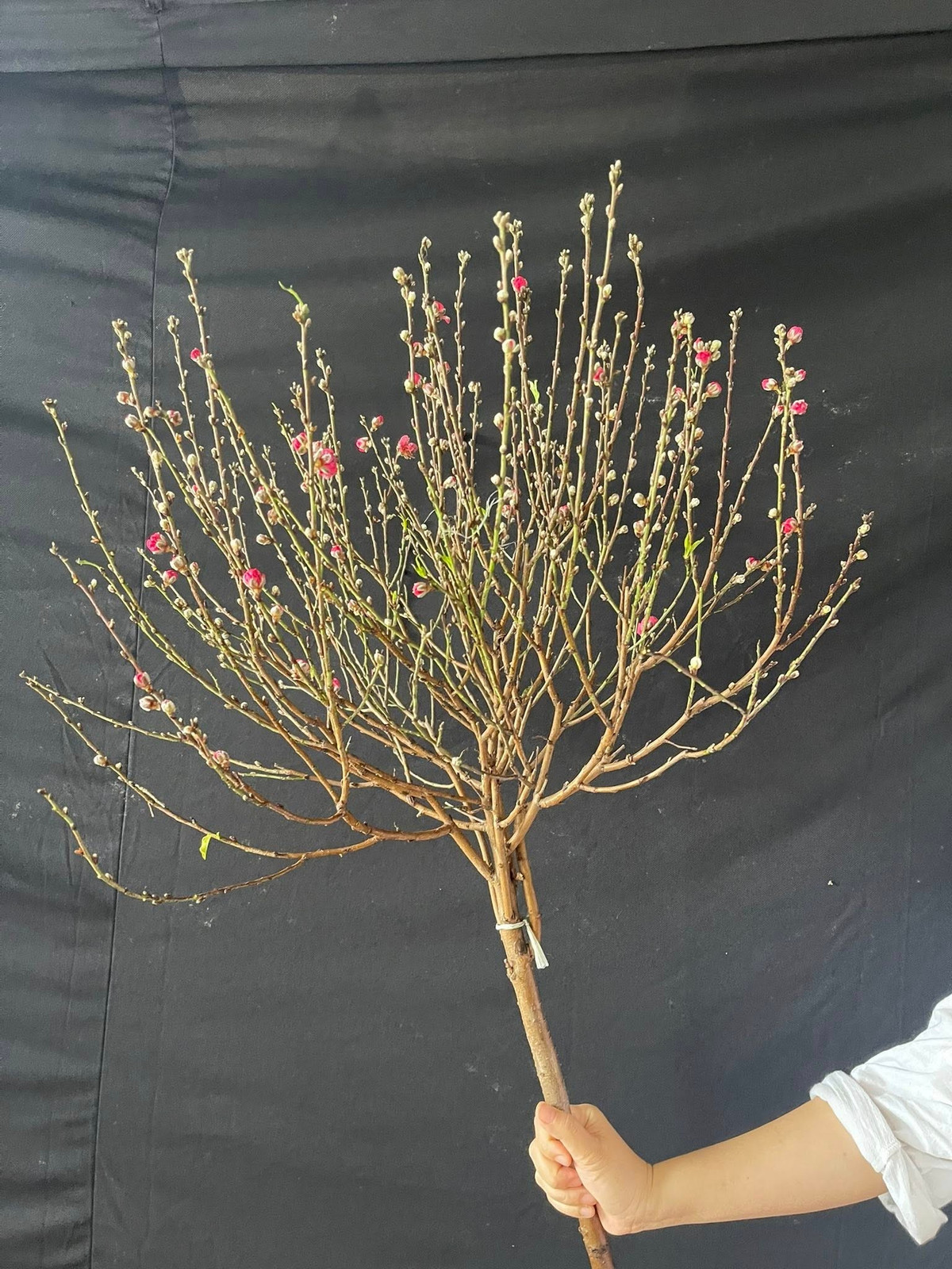 Chị Kim Thoa (một người bán hàng tại khu vực Hà Đông, Hà Nội) cho biết, sức mua cành đào mini tăng rõ rệt từ 23 tháng Chạp. Ảnh: FB Trương Thanh Hoa