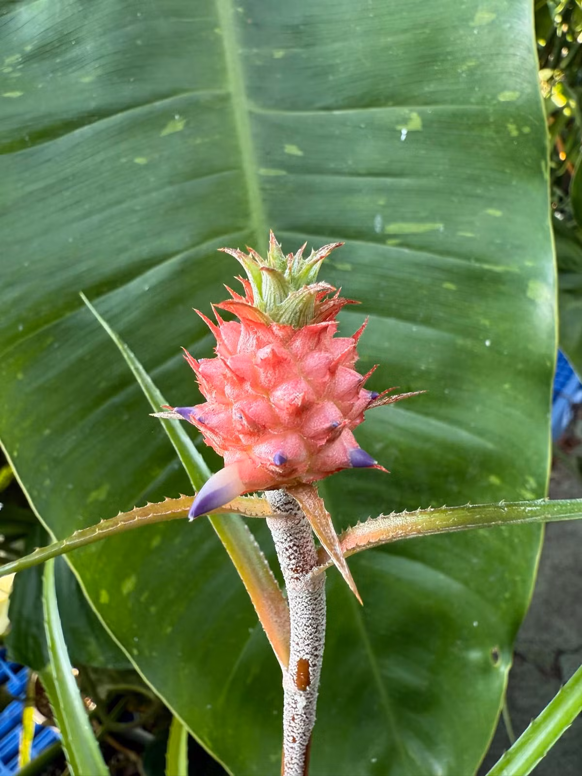 Dù đắt nhưng loại dứa này thường phải đặt trước vài ngày do nguồn cung không nhiều. Ảnh: Facebook