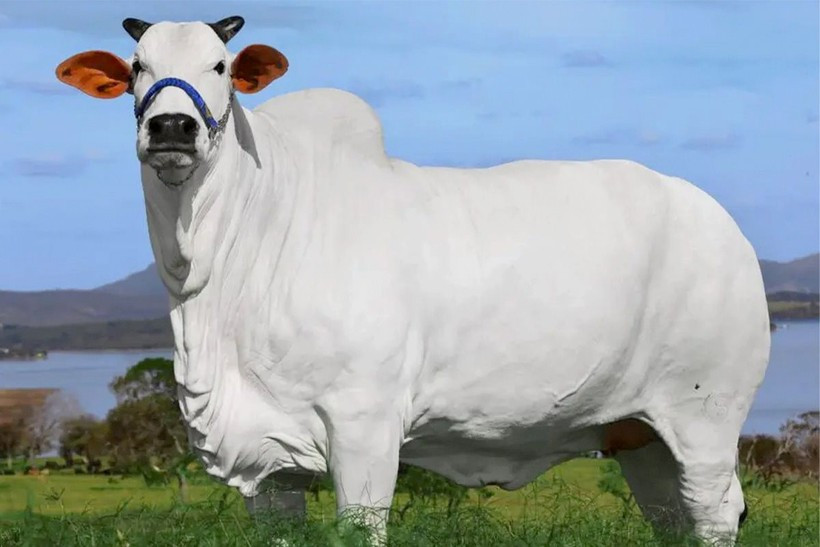 Theo bác sĩ thú y, Viatina-19 giá đắt bởi có tốc độ phát triển cơ bắp nhanh, khả năng sinh sản và đặc biệt là tần suất truyền những đặc điểm tốt cho hậu duệ. Ảnh: Citizen