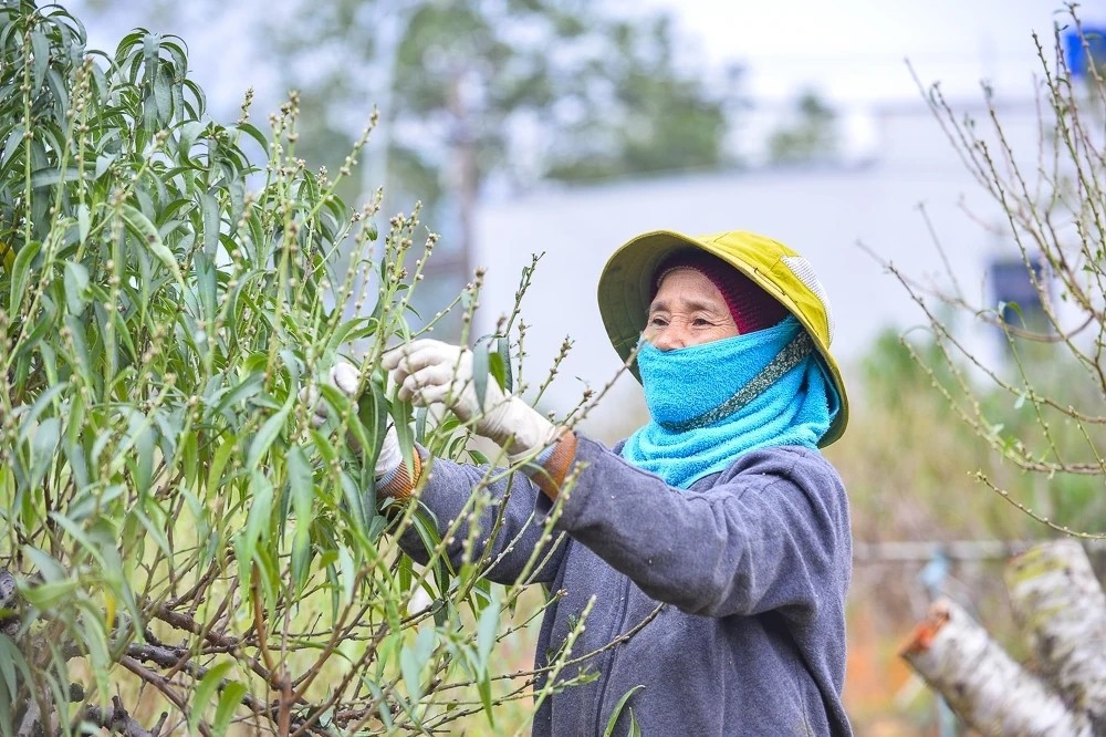 Để kịp thời vụ, nhiều nhà vườn phải thuê công nhân tuốt lá, giá dao động khoảng 250.000 – 300.000 đồng/ngày. Ảnh: Báo Thanh Hóa