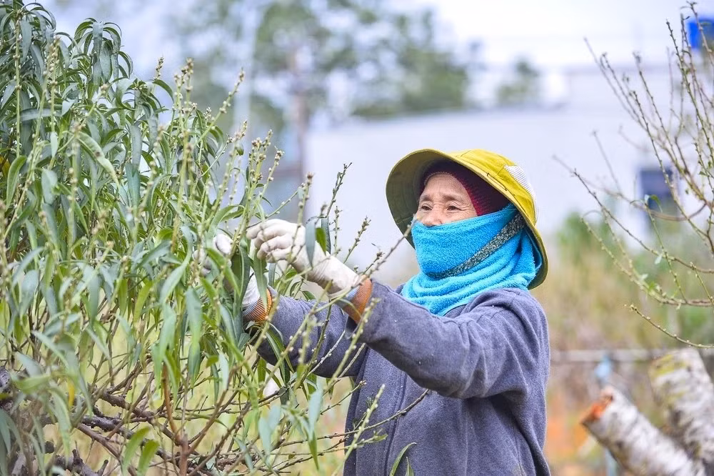Để kịp thời vụ, nhiều nhà vườn phải thuê công nhân tuốt lá, giá dao động khoảng 250.000 – 300.000 đồng/ngày. Ảnh: Báo Thanh Hóa