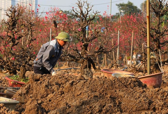 Những cây đào trải qua thời gian trưng bày trong nhà, thiếu dinh dưỡng, thiếu ánh sáng nên rất yếu. Nếu không chăm kỹ từ đầu năm, cuối năm khó có hoa đẹp.