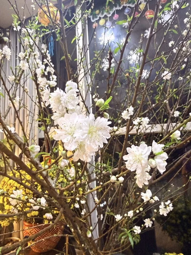 Trước Tết, BTV Hoàng Trang cắm nhiều loại hoa. Bạch đào bung nở trắng muốt. Ảnh: FB Trang Hoàng