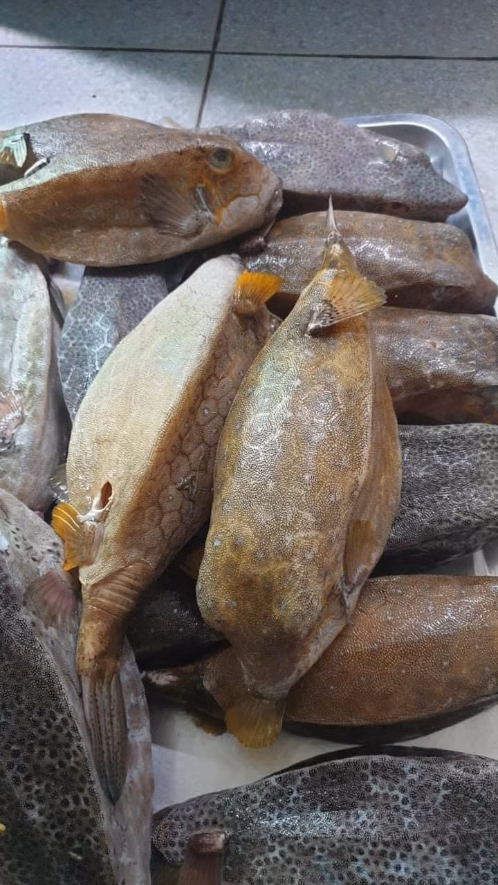 Cá bò hòm sinh trưởng chậm, sản lượng ít, không nuôi công nghiệp được nên giá khá cao. Ảnh: Haisanhoanglong