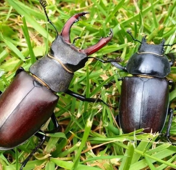 Stag Beetle là một trong số 1.200 loài côn trùng thuộc họ nhà Lucanidae, được nhận biết với chiếc sừng lớn màu đỏ trên đầu. Ảnh: Internet