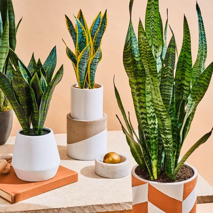 Cây lưỡi hổ được đánh giá cao về khả năng thanh lọc không khí. Cây có thể hấp thụ các chất gây mùi và một số khí độc hại thường xuất hiện trong bếp. Ảnh: Internet