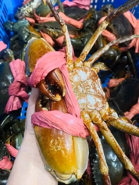 Cua Cà Mau được nuôi hoặc sinh sống tự nhiên trong môi trường rừng ngập mặn và kênh rạch ở Cà Mau. Ảnh: Facebook