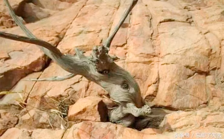 Ngoài hình dáng độc đáo, gỗ nhai bách còn nổi tiếng bởi mùi thơm đặc trưng có thể lưu giữ hàng trăm, thậm chí hàng nghìn năm. Ảnh: Internet