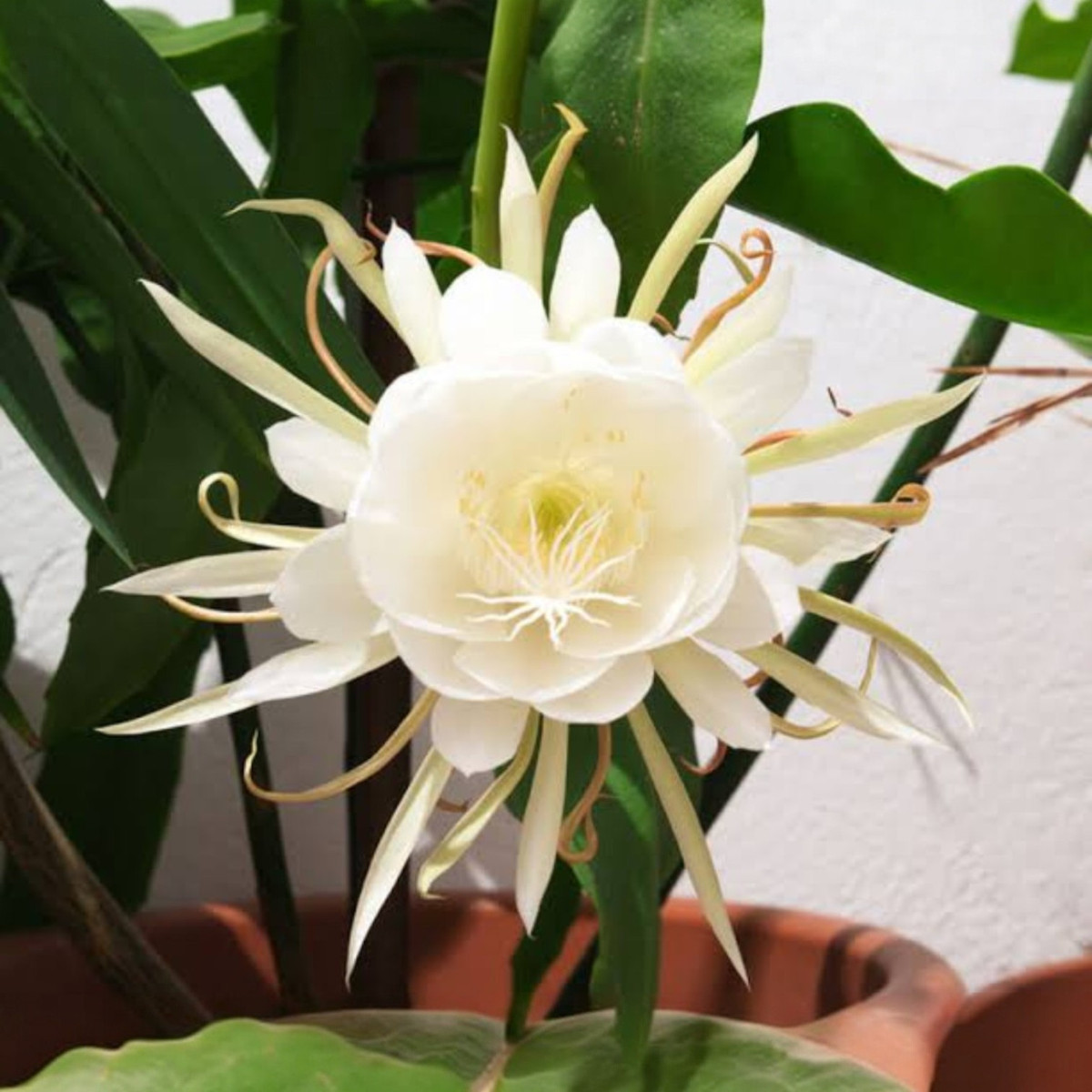 Trong thế giới thực vật, Kadupul (tên khoa học Epiphyllum oxypetalum) được coi là loài hoa đắt nhất hành tinh hiện nay. Ảnh: Vivaflowers