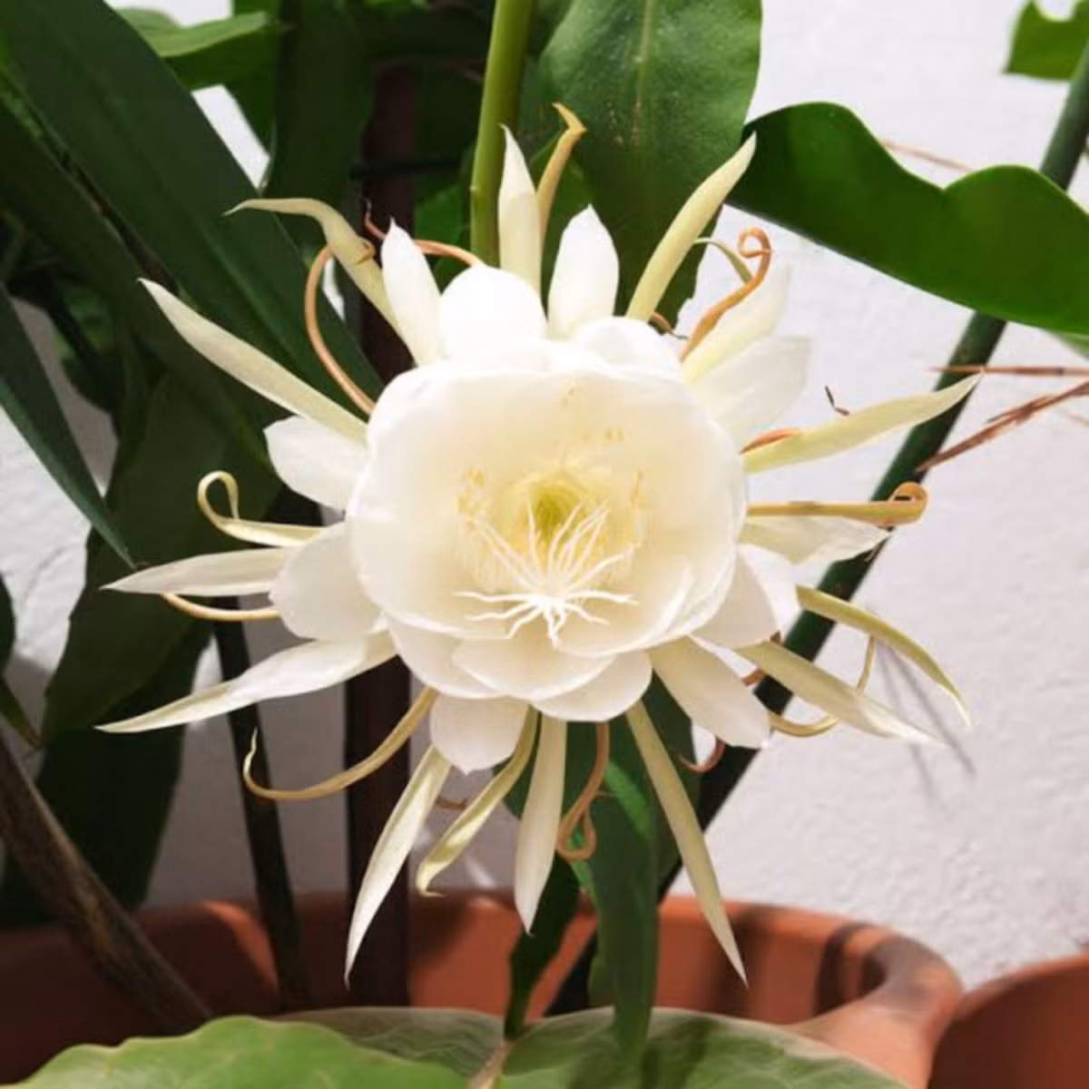 Trong thế giới thực vật, Kadupul (tên khoa học Epiphyllum oxypetalum) được coi là loài hoa đắt nhất hành tinh hiện nay. Ảnh: Vivaflowers