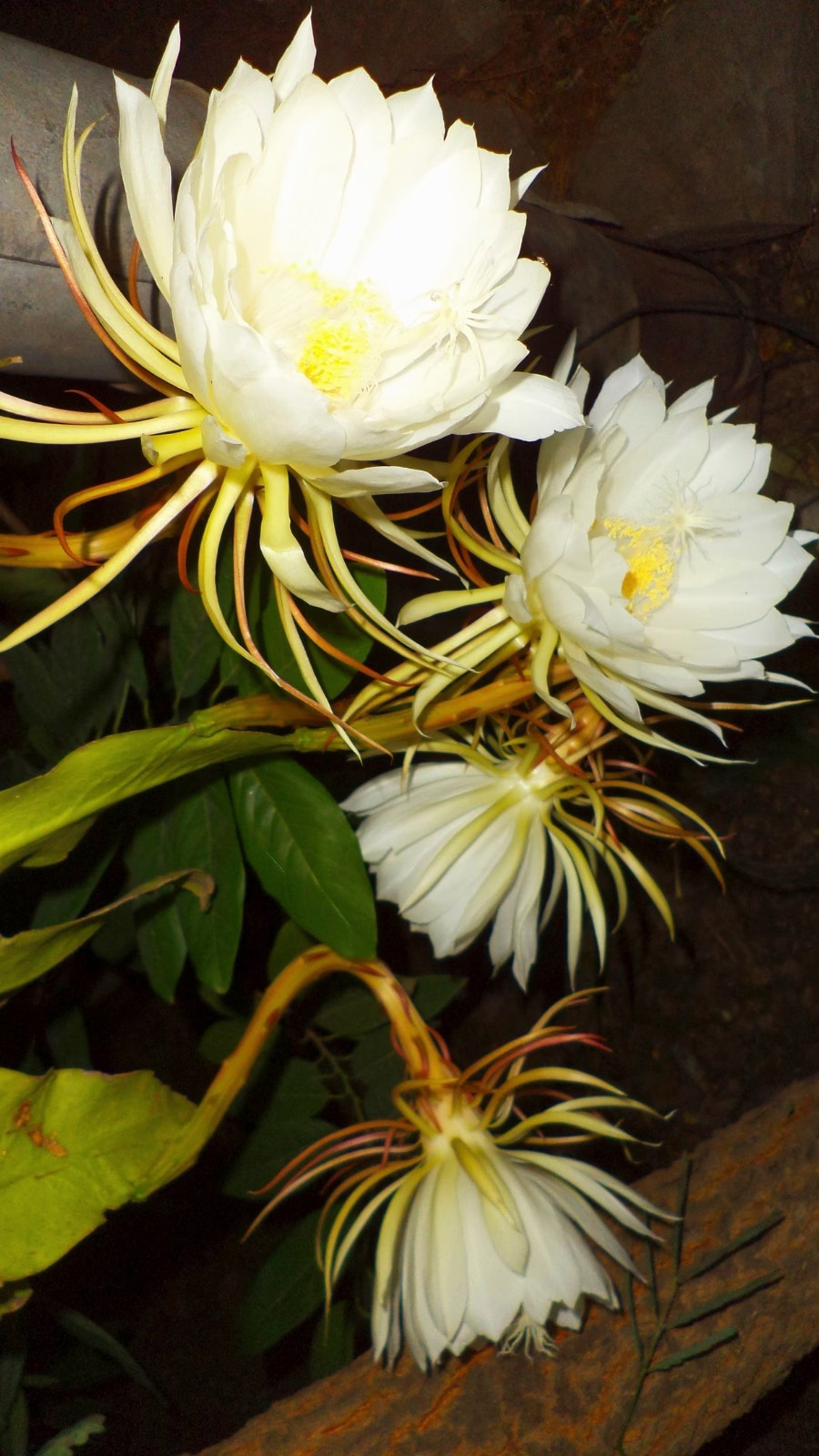 Do sự quý hiếm và vẻ đẹp độc đáo, Kadupul được săn lùng bởi những người yêu hoa và các nhà sưu tập. Tuy nhiên, do vòng đời ngắn ngủi và khó trồng, việc mua bán Kadupul gần như không thể. Ảnh: Moneycontrol