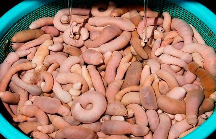 Tại Hàn Quốc, gaebul được bán theo con hoặc theo cân. Cụ thể, một con gaebul giá khoảng 6.000 won/con, tương đương khoảng 120.000 đồng. Ảnh: Flickr