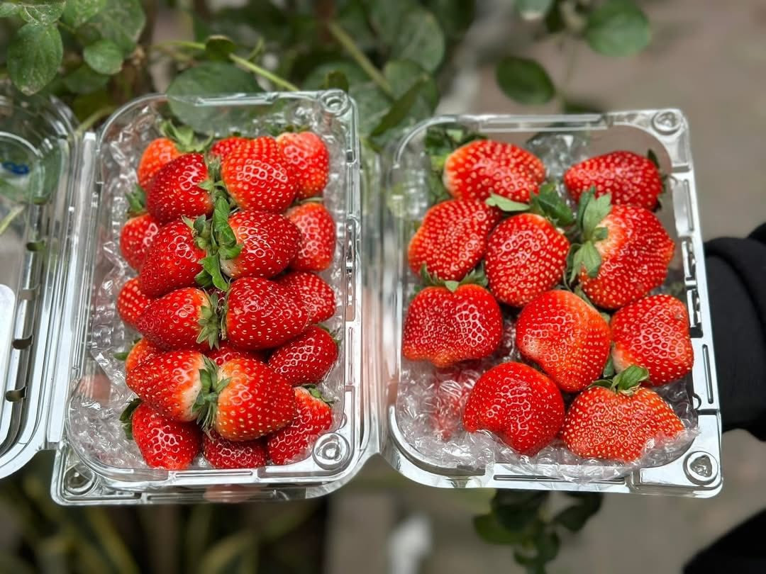 Dâu tây sau khi hái xong được chọn lựa, phân loại kĩ lưỡng. Ảnh: Facebook