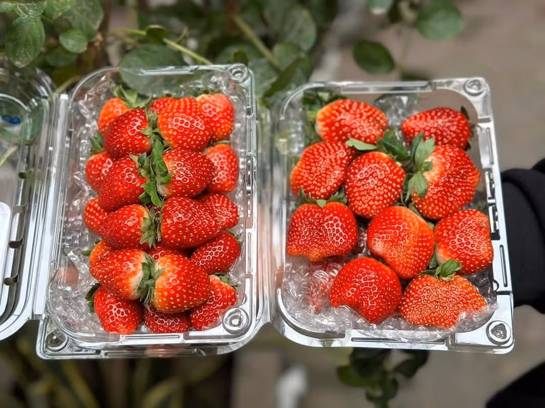 Dâu tây sau khi hái xong được chọn lựa, phân loại kĩ lưỡng. Ảnh: Facebook