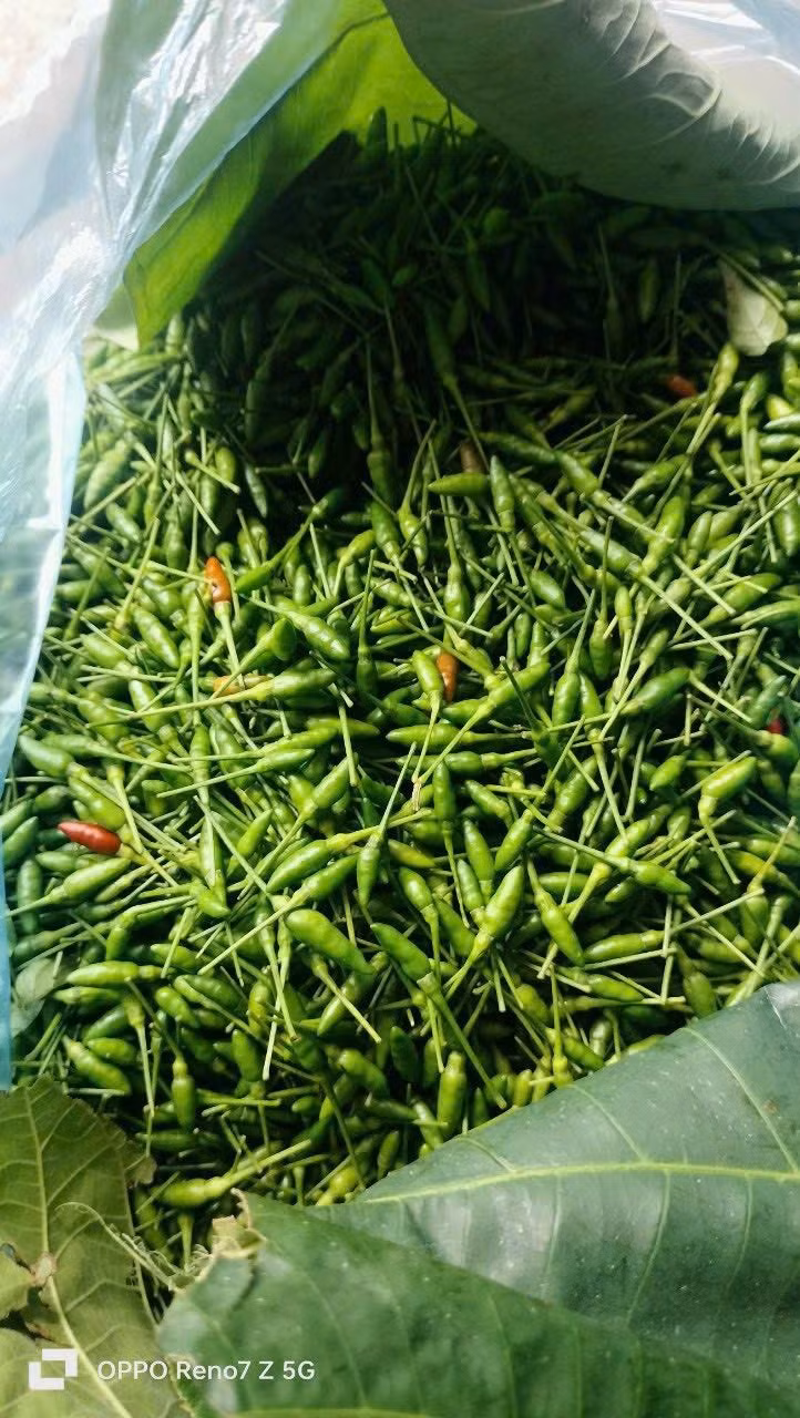 Trước kia, ớt gió đến mùa rụng đầy gốc, chỉ người dân địa phương hái về dùng trong bữa ăn. Ảnh: Facebook