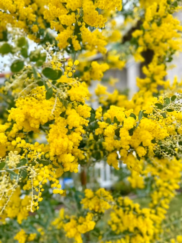 Mới đây, nữ diễn viên khiến người hâm mộ không khỏi trầm trồ khi chia sẻ loạt ảnh về khu vườn rực rỡ sắc hoa. Ảnh: FB Hồng Đào