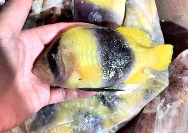 Cá sơn gà thường sống ở rạn san hô. Thời gian sinh trưởng của cá chậm và khó đánh bắt. Ảnh: Chihaisan