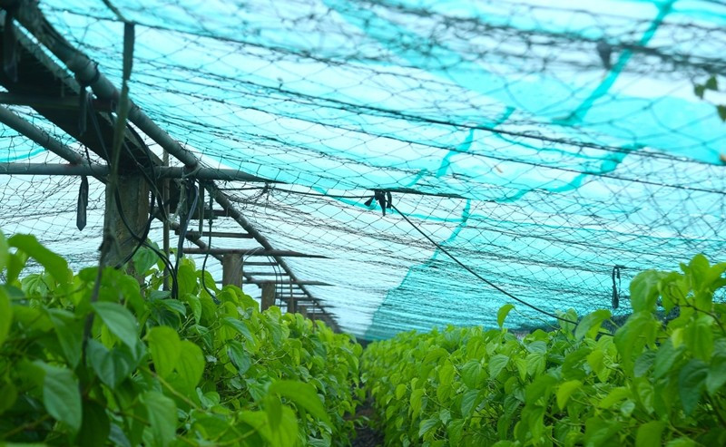 Theo người dân địa phương, lá trầu không được thu hoạch đều trong năm, nhưng bán chạy và được giá nhất vẫn là dịp Tết và Rằm tháng Giêng. Ảnh: Tiền phong