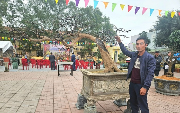 Tại triển lãm mai vàng ở xã Bảo Ninh (TP. Đồng Hới, tỉnh Quảng Bình cũ, nay là tỉnh Quảng Trị) hồi tháng 1/2025, một cây mai vàng cổ thụ trông như gốc củi khô được trả 500 triệu đồng. Ảnh: Dân Việt