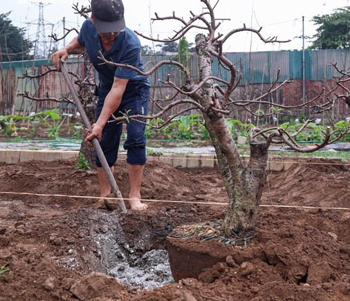 Phần lớn các gốc đào trở lại vườn là đào cho thuê chơi Tết.