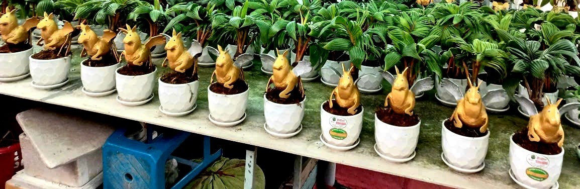 Đáng chú ý, mẫu dừa bonsai tạo dáng ngựa thiên thần trong vườn của anh Tùng đã được khách đặt mua gần hết. Ảnh: Dân Việt