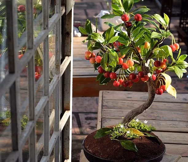 Có nhiều loại cherry được sử dụng để làm bonsai, phổ biến nhất là "Brush Cherry" (Hồng Ngọc Mai) và "Fuji Cherry" (Anh đào núi Phú Sĩ). Ảnh: iStock