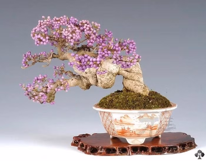 Cây bonsai Callicarpa Japonica đang cho những quả màu tím rực rỡ. Ảnh: Associazione Rock'n'Bonsai