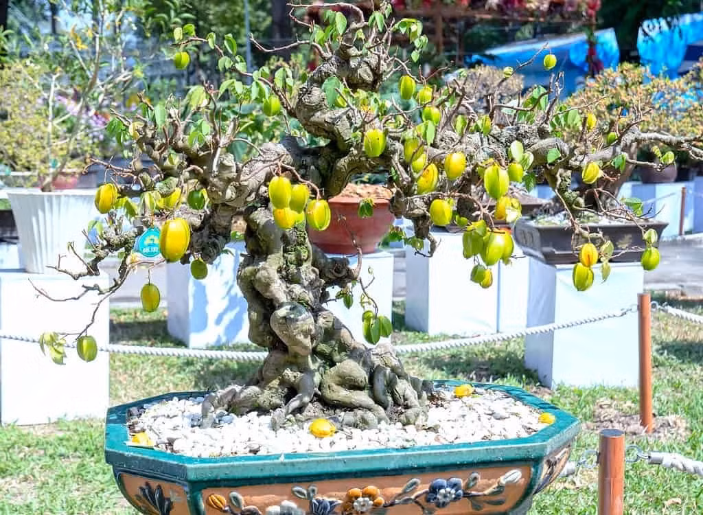 Những năm gần đây, bonsai khế được nhiều gia chủ lựa chọn để trưng trong nhà, trong sân vườn làm đẹp cảnh quan. Ảnh: ©Huy Thoai/Shutterstock.com