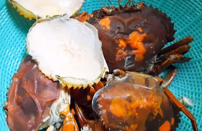 Cua hai da thực chất là cua biển đang trong giai đoạn sắp lột xác. Vào giai đoạn này, cua thường tìm hang trú ẩn, lấp kín miệng hang và gần như không di chuyển để tránh kẻ thù. Ảnh: Dân Việt