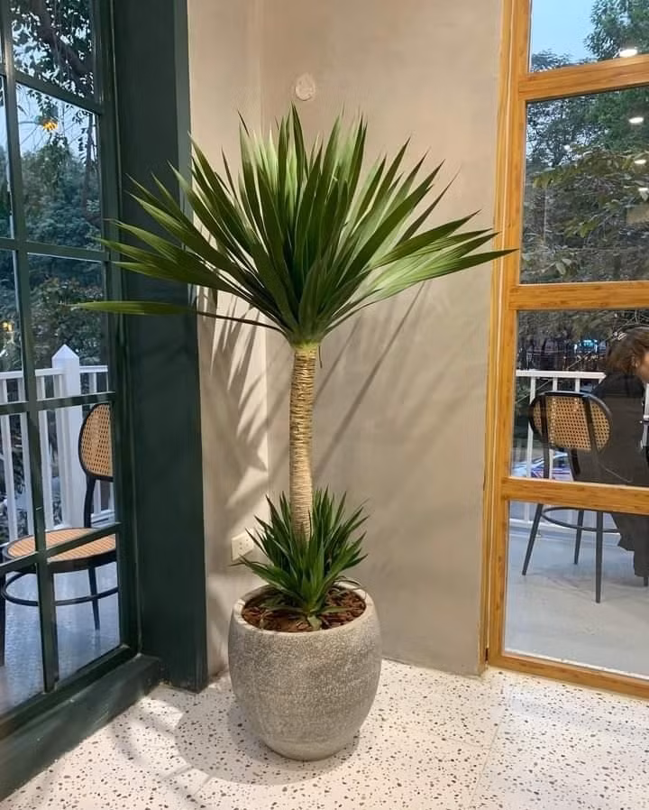 Cây phát tài núi có dáng vẻ mạnh mẽ, thân thẳng như kiếm, lá xanh tốt quanh năm. Cây chịu hạn tốt, thích nghi với ánh sáng yếu và tuổi thọ cao. Ảnh: Caycanhhanoi