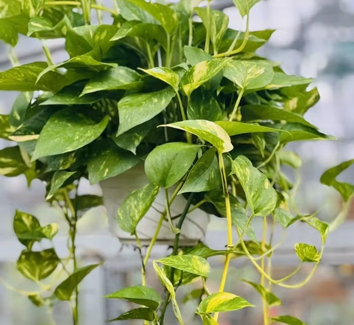 Về mặt phong thủy, cây tượng trưng cho sự thăng tiến, thuận lợi trong công việc và cuộc sống. Ảnh: Yêu cây