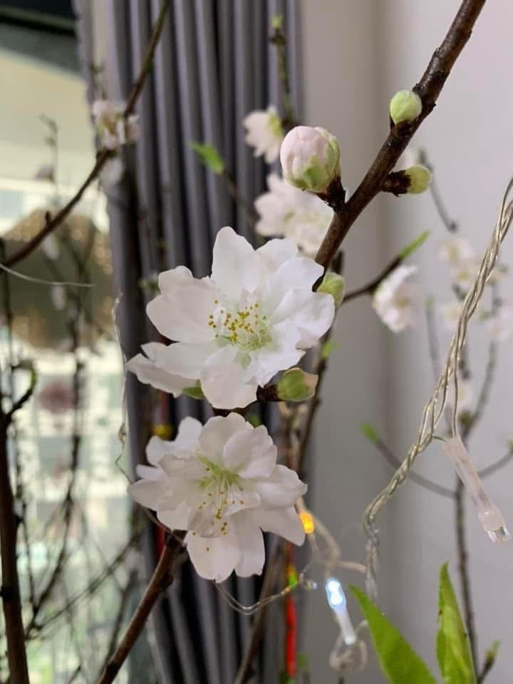 Chị Giang bị cuốn hút bởi sắc trắng tinh khiết của đào bạch. Ảnh: FB Phương Thảo