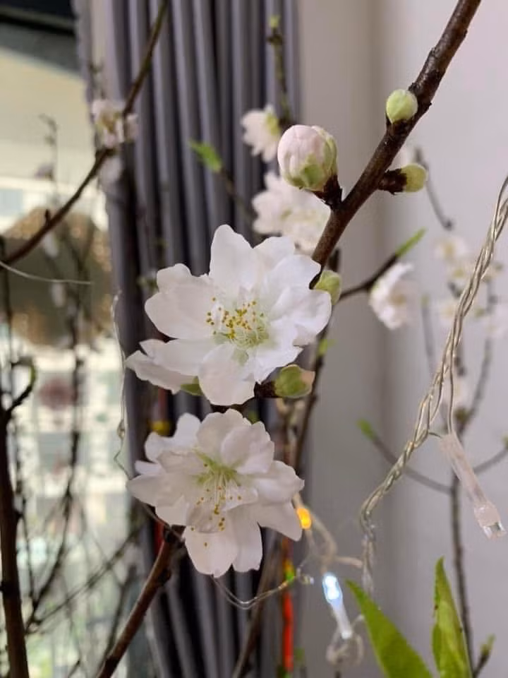 Chị Giang bị cuốn hút bởi sắc trắng tinh khiết của đào bạch. Ảnh: FB Phương Thảo