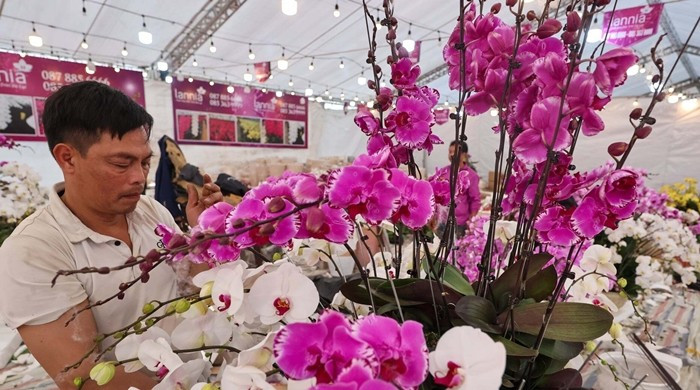 Nhờ vậy, người cắm hoa lan thuê dịp Tết có thể kiếm được vài chục triệu đồng. Ảnh: Dân Việt