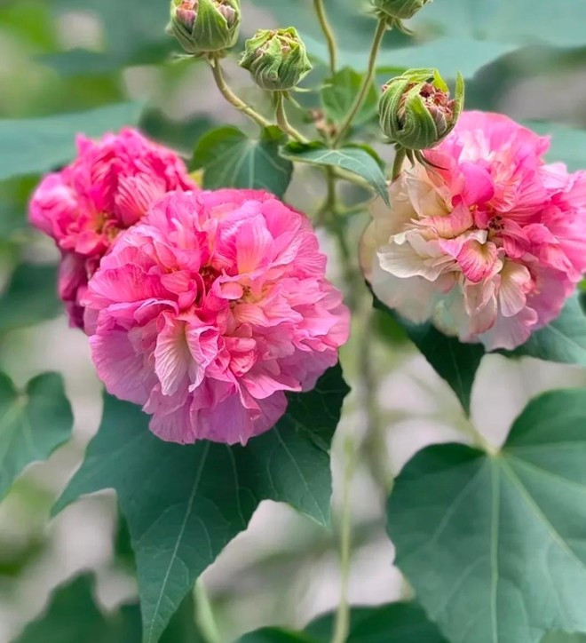 Do vậy, nhiều người tin rằng việc trồng cây trước cửa nhà sẽ giúp lan tỏa nguồn năng lượng tích cực, góp phần thúc đẩy sự hanh thông trong công việc cũng như cuộc sống. Ảnh: Internet