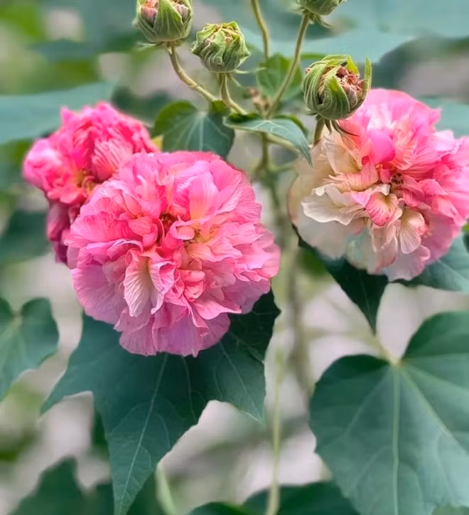 Do vậy, nhiều người tin rằng việc trồng cây trước cửa nhà sẽ giúp lan tỏa nguồn năng lượng tích cực, góp phần thúc đẩy sự hanh thông trong công việc cũng như cuộc sống. Ảnh: Internet