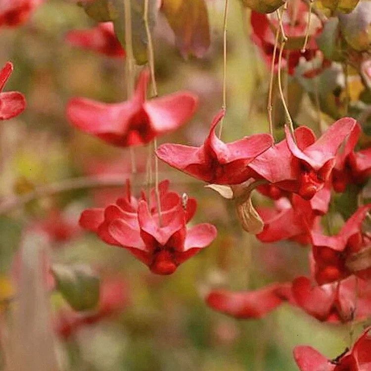 Cây thoi tơ Thiểm Tây là một trong những loài cây cảnh đặc trưng của tỉnh Thiểm Tây (Trung Quốc), thường được trồng trước cổng những gia đình khá giả. Ảnh: imseeds