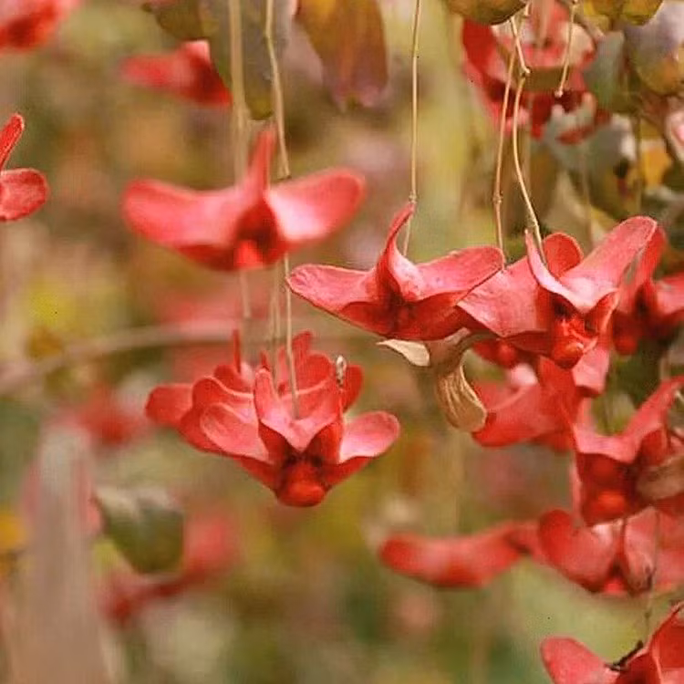 Cây thoi tơ Thiểm Tây là một trong những loài cây cảnh đặc trưng của tỉnh Thiểm Tây (Trung Quốc), thường được trồng trước cổng những gia đình khá giả. Ảnh: imseeds