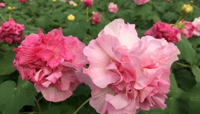 Theo quan niệm của phong thủy, sự biến đổi màu sắc theo từng giai đoạn trong ngày của hoa phù dung được xem là biểu tượng cho quá trình phát triển, chuyển mình và không ngừng vươn lên. Ảnh: Internet