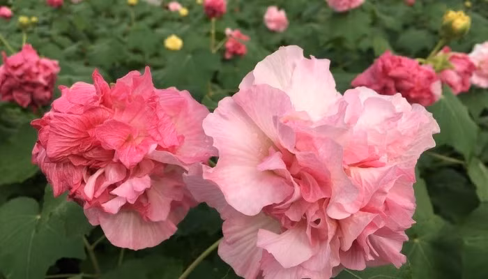 Theo quan niệm của phong thủy, sự biến đổi màu sắc theo từng giai đoạn trong ngày của hoa phù dung được xem là biểu tượng cho quá trình phát triển, chuyển mình và không ngừng vươn lên. Ảnh: Internet