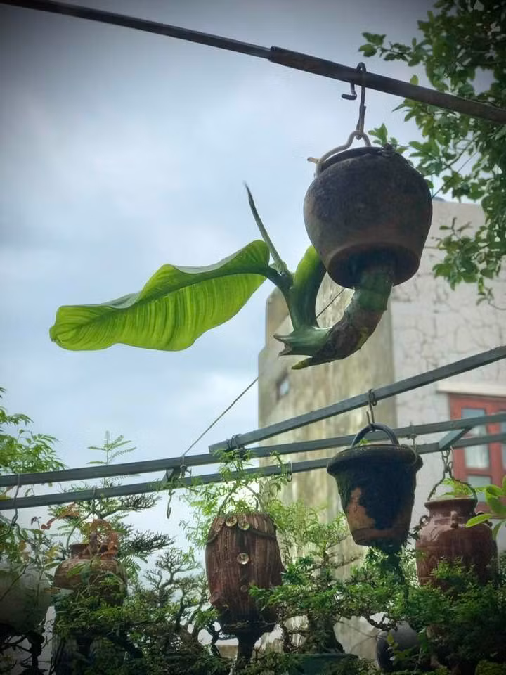 Ai đến thăm cũng phải trầm trồ trước vườn bonsai ngược độc đáo của ông. Ảnh: FB Lê Thạnh