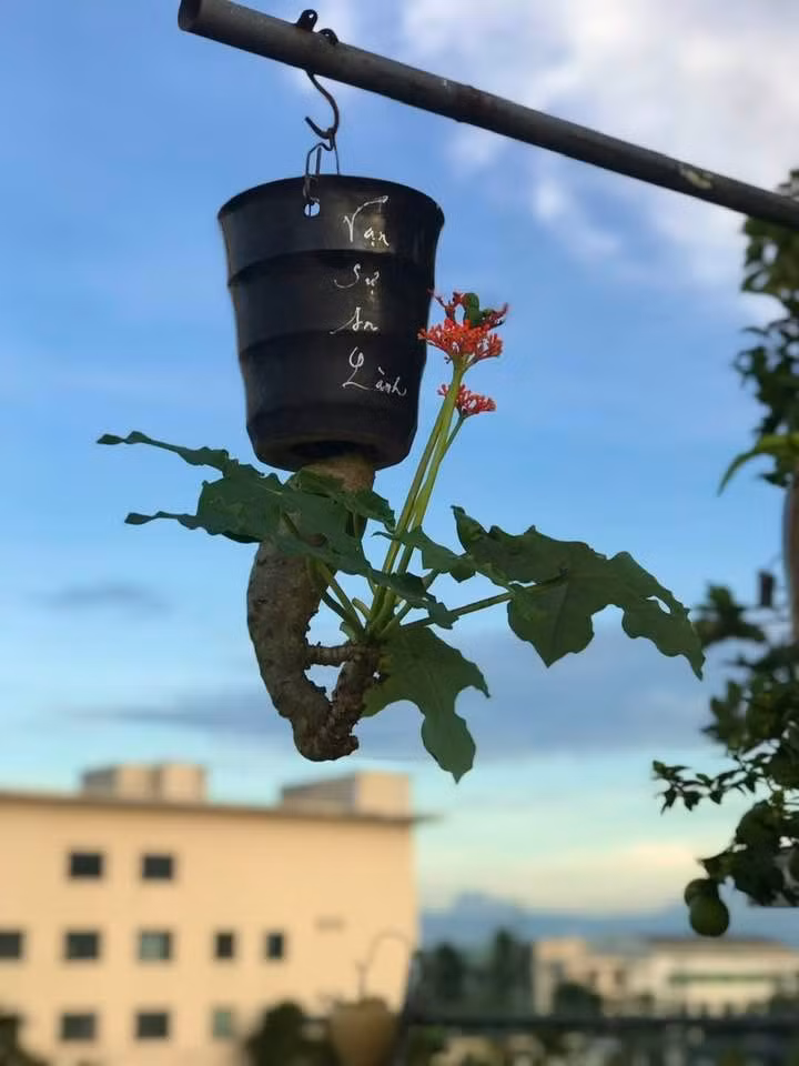 Ban đầu, ông mua những cây rẻ tiền, thử nghiệm với cây nhỏ, trong chậu nhỏ. Sau đó, qua thực tiễn chăm sóc, dần dần phát triển mạnh với cây kích thước lớn. Ảnh: FB Lê Thạnh