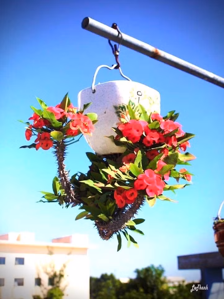 Chậu cho bonsai ngược có thể là lộc bình, chai rượu...phù hợp với từng dáng, thế cây. Ảnh: FB Lê Thạnh