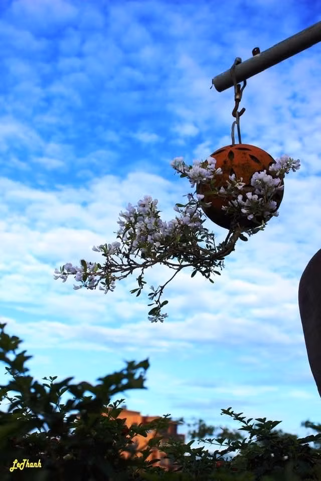 Các loại bonsai của ông khá đa dạng như mai chiếu thủy, linh sam trắng, tím, hồng ngọc, kim quyết, lộc vừng, hoa giấy… Ảnh: FB Lê Thạnh