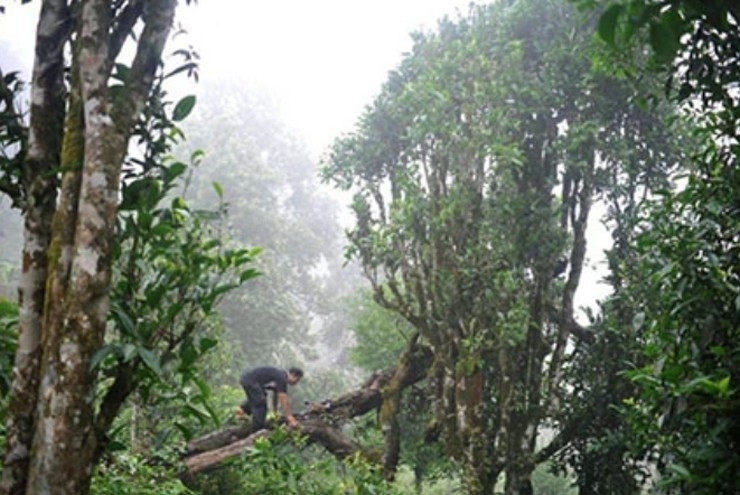 Sự quý giá của chè Bạch Long được nhân lên khi hiện nay chỉ còn lại khoảng 50-60 gốc. Ảnh: Internet