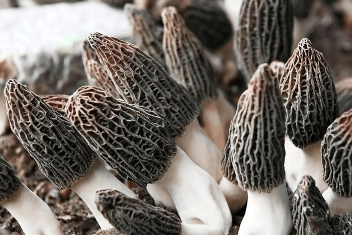 Không những vậy, nấm bụng dê chỉ tồn tại trong khoảng 10 giờ đồng hồ, nếu không thu hoạch kịp, chúng sẽ lụi tàn. Ảnh: Internet