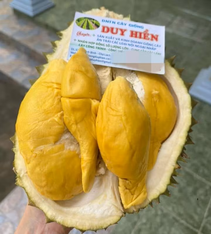 Vỏ sầu riêng mỏng, thịt mịn, ráo cơm, không xơ, đặc biệt là béo ngậy. Ảnh: Caygiongduyhien