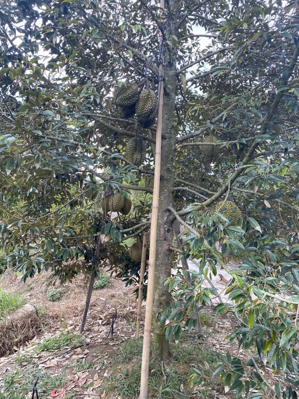 Sau khi cắt trái già, chỉ để 3-4 ngày sẽ chín tự nhiên. Ảnh: Caygiongduyhien