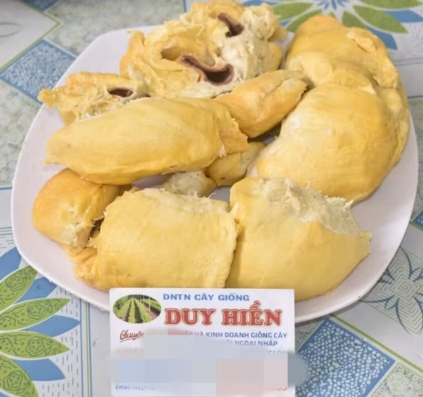 Sầu riêng Duy Hiền DH1 là một giống sầu riêng mới được giới thiệu ở Vĩnh Long. Ảnh: Nongnghiepmoitruong